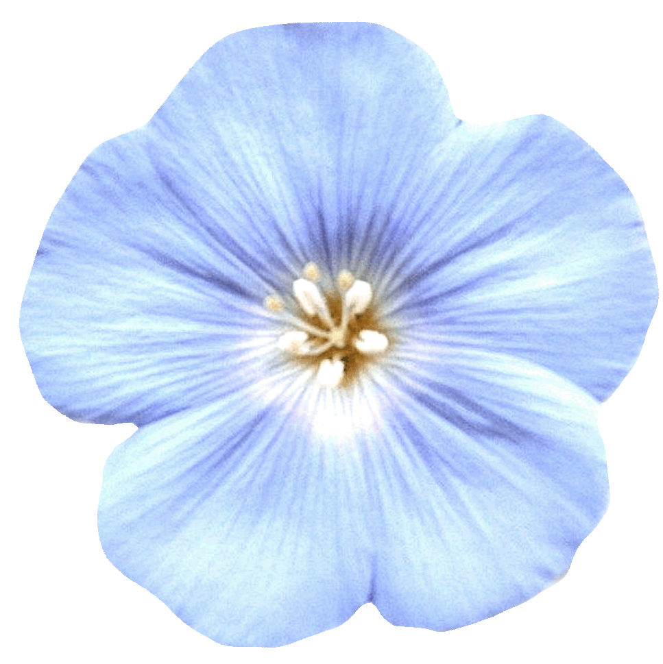 fleur de lin couleur bleuté