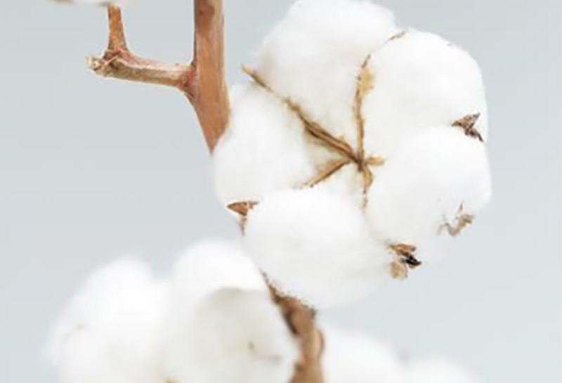 LE COTON Extra Soft Cotton