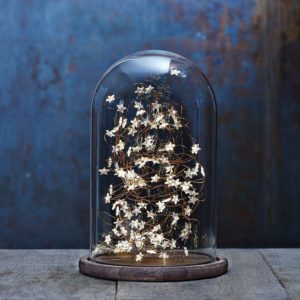 Cloche en verre et bois, Nature et découvertes