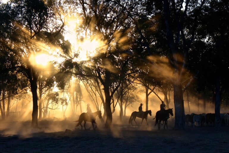 chevaux paysage