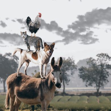 animaux