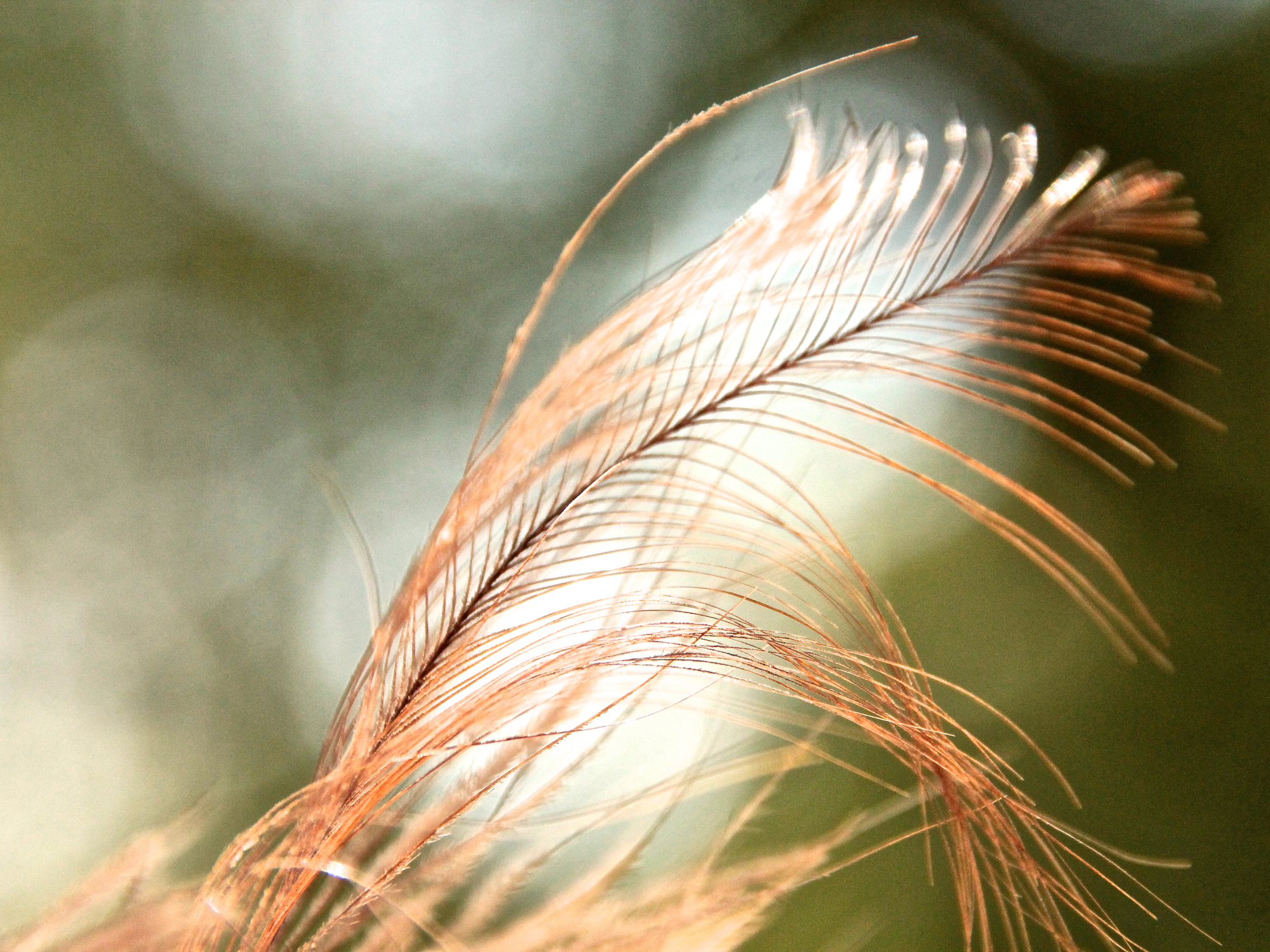 L’esthétique du vivant transforme nos intérieurs